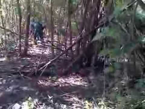 penangkapan perkosaan di hutan