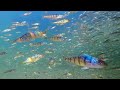 Kaleidoscope of Fish: Yellow Perch Reflect Rainbow Colours in Sunlight