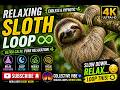 🦥 Endless Sloth Loop 😌 Ultra Relaxing Slow Motion (4K)