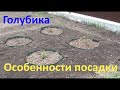 Особенности посадки голубики на садовом участке.