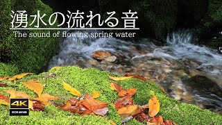 4K 映像 + 自然の音  / ASMR  12月の円原川　湧水の流れる音
