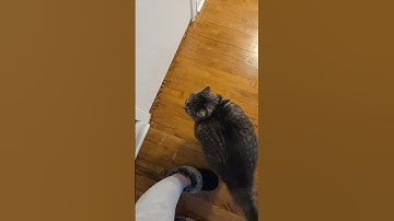 @m_aurora1989: When your teenage cat wants to argue with you #catoftheday #cat #kitten #kitty