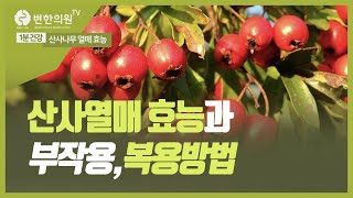 [1분 건강] 소화불량에 좋은 산사나무 열매 효능과 부작용