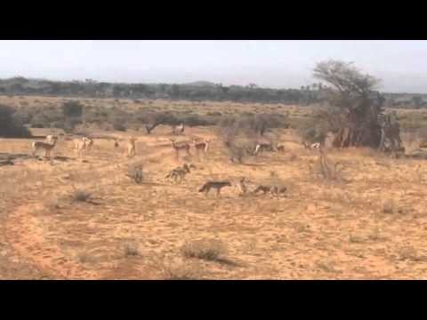 Chacales contra gacelas en Samburu - YouTube