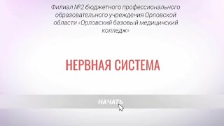 Нервная система .Анатомия