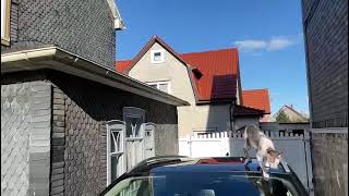 Cornish Rex cat can fly, take a look! by Diana Horn 195 views 2 years ago 11 seconds