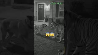 A Tiger Came to the Wrong House... 😱🐅🐕#DogVsTiger #DogHero #AnimalShorts