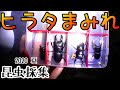 ヒラタクワガタが次々と...終わらないヒラタクワガタフィーバーでテンション上がりまくり！【2020(夏) 昆虫採集】【クワガタ採集】