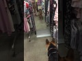 German Shepard sees mirror reflection of herself for first time