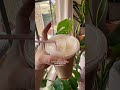 POV: Your homemade iced coffee finally looks expensive