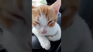 santai aja..#cat #kitten