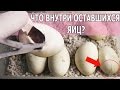 ВСКРЫВАЕМ ШЕСТЬ ЯИЦ С КОБРАМИ ВНУТРИ. Разведение Naja annulifera