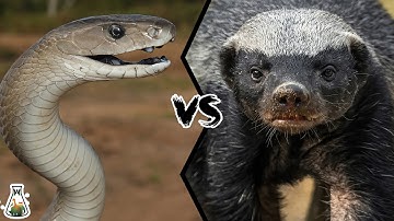 Black Mamba vs Honey Badger - Who Would Win?