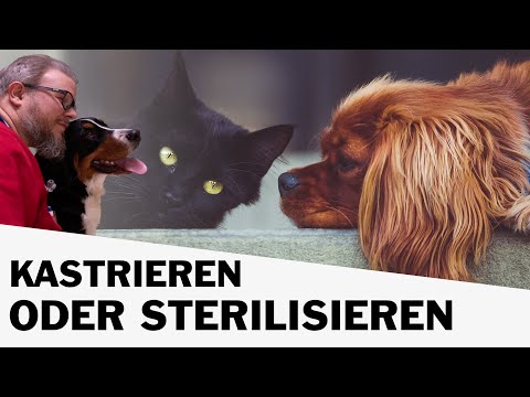 Video: Ihr Haustier kastrieren oder kastrieren
