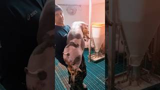 Мульти Генетика России. Поросята ПЬЕТРЕН-МАКСТЕР возрост 60 дней. т.89835488060 #миллионнасвиньях
