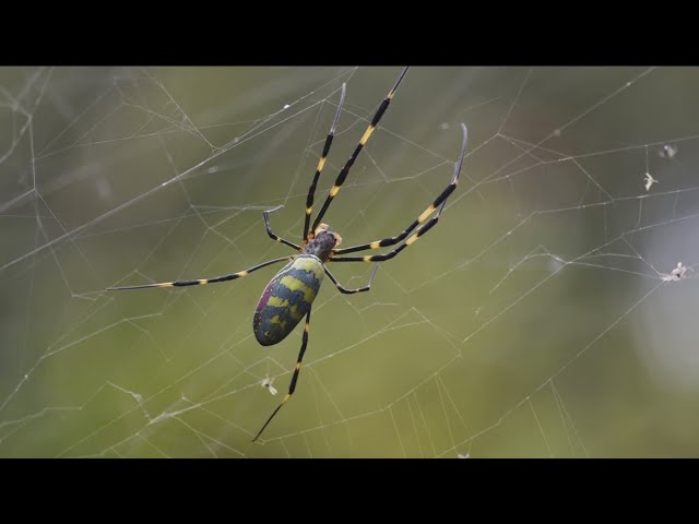 Giant 'parachuting' Joro spiders: 11 facts about these scary