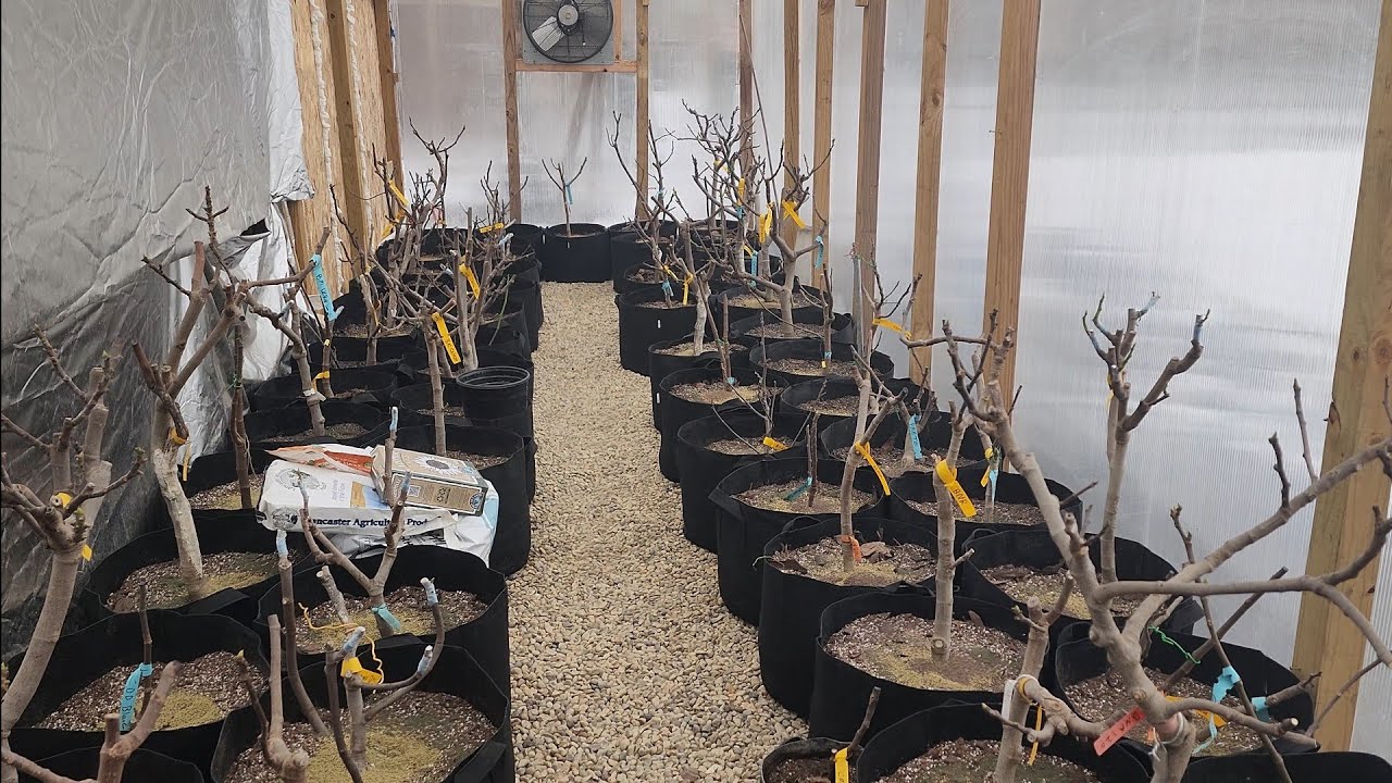 Начало сезона выращивания инжира 2026 года. Зона 6a, район Чикаго.