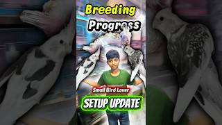 🏡🐦 Bird Breeding Setup Tour | Complete Nesting & Breeding Environment |Bird BreedingProgress 🐦❤️