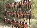 Охота на фазана.(Фильм третий) . Pheasant hunting. (The third film).