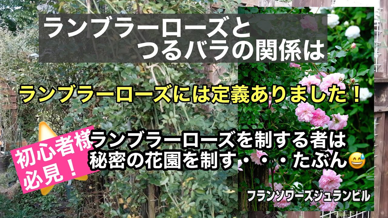 ランブラーローズとつるバラの関係は？ある定義があります！