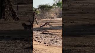 Jackal Takes Down Impala #Nature #Wildlife #Animals #Amazing #Safari