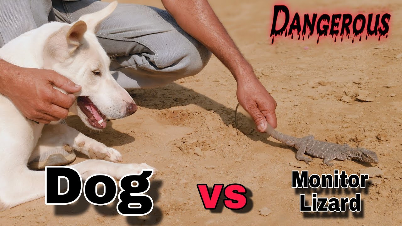 Dog VS Monitor Lizard Rescue A Monitor Lizard Dog And Monitor dog-vs-monitor-lizard-rescue-a-monitor-lizard-dog-and-monitor