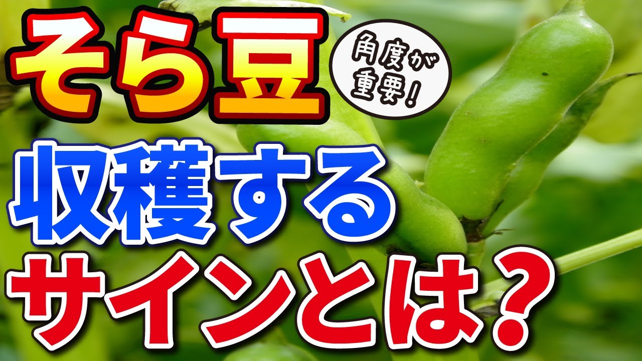 19 そら豆 おいしく収獲するタイミングとは 家庭菜園 初心者もカンタン Youtube 19 そら豆 おいしく収獲するタイミングとは 家庭菜園 初心者もカンタン Youtube