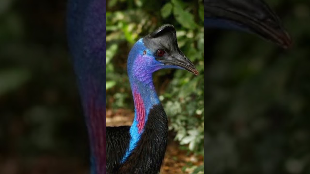 Dwarf Cassowary 🦃
