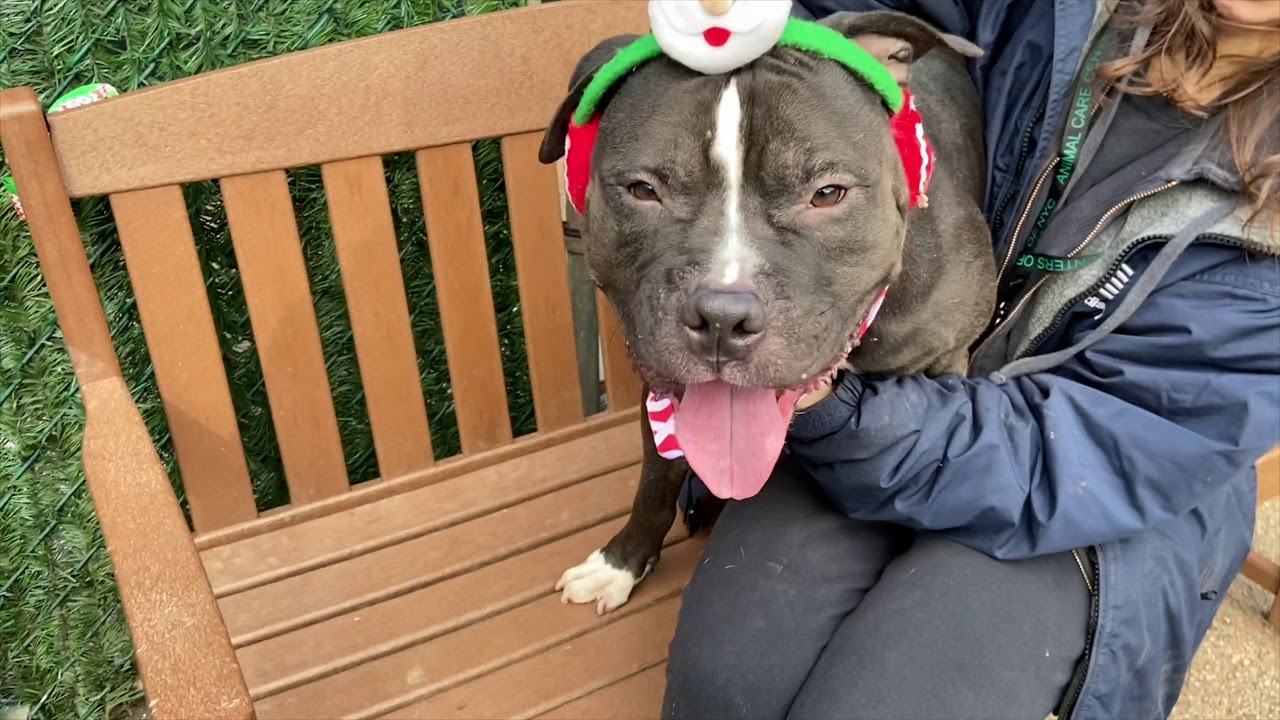 Dallas 79881/ADOPTABLE DOG/NYCACC/SIACC YouTube