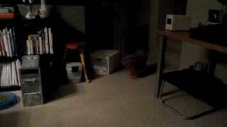 BB our cute brown poodle puppy loves to play fetch by lemoneicey 692 views 15 years ago 25 seconds