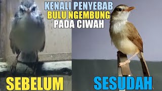 HOW TO TREAT THE FEATHERS OF RICE FIELD CABLEK BIRD