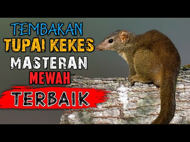 Suara bajing kekes buat masteran kicau || Suara jernih full nembak class=