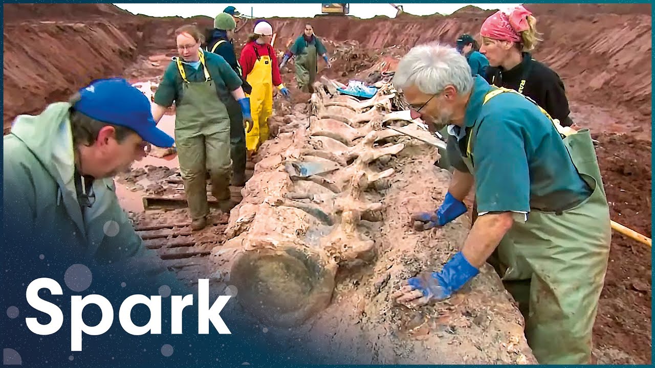Uncovering the Skeleton of a Rare Blue Whale