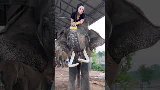 ข้าวโพดกับมหาเฮงจ้า Corn And Maha Heng #มาแรง #ช้างแสนรู้ #Elephant