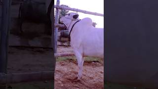 Kacha donda beauty collection 2026 GCF Gujarkhan #cattle #cow #viral #like #viralposts #viralvideos