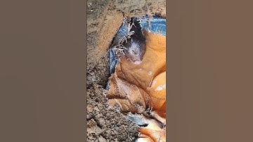 đào dúi thời 4.0😆#chuột #con #dúi #chuột tre#dui #dui rừng