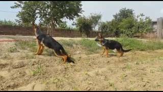 olx german shepherd price