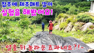 잡초에 제초매트를 깔아 실험을 해봤어요! 열흘뒤 놀라운 결과네요?!~