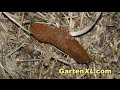 Slug Control &amp; Snail Control in the Garden