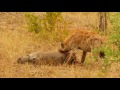 Hyaena eating a Warthog while still alive