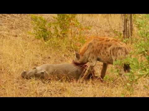 ⁣Hyaena eating a Warthog while still alive