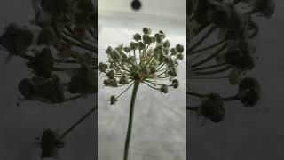spring onion in my mom house