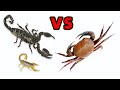 當螃蟹遇到蠍子，這場大戰誰會獲勝？Crab vs scorpion