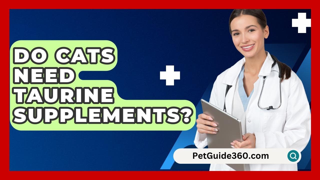 Do Cats Need Taurine Supplements? - PetGuide360.com