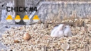 3 AM Hatching! 🐣🐣🐣🐣 Chick #4 Joins the 367 Collins Falcons Family! 🦅❤️