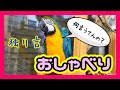 ルリコンゴウインコの独り言がすごい・・・ありちゃんのお喋りパート①【ノーカット+おまけ】