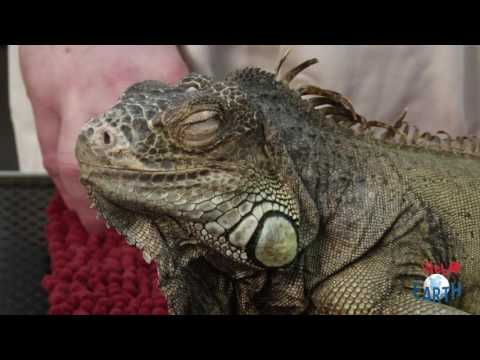 Video: Come Domare Un'iguana