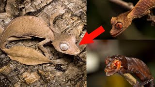 Satanic Leaf Tailed Gecko Nature's Leafy Animal