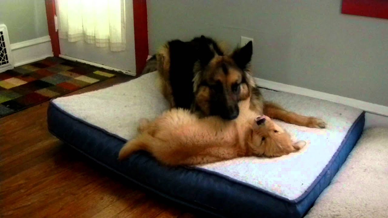 German Shepherd and Golden Retriever puppy playing - YouTube