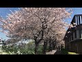 東京都內隱藏版賞櫻絕景地 都市農業公園